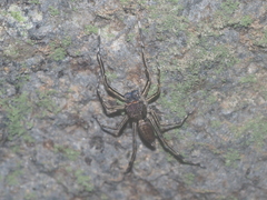 Spartaeus spinimanus