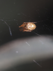 Parasteatoda cingulata