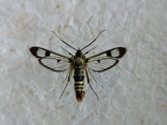 Synanthedon scoliaeformis