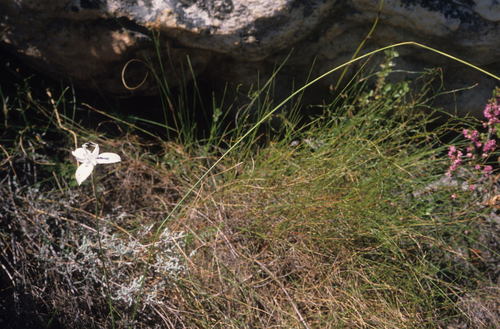 Image of Moraea barkerae by (c) Tom Lloyd Evans, some rights reserved (CC BY-SA)