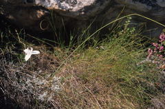 Moraea barkerae
