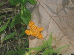 Chersonesia rahria