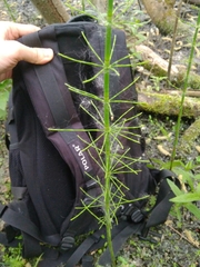 Equisetum fluviatile