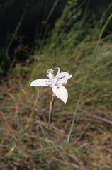 Moraea barkerae
