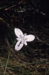 Moraea barkerae