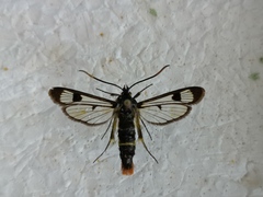 Synanthedon scoliaeformis