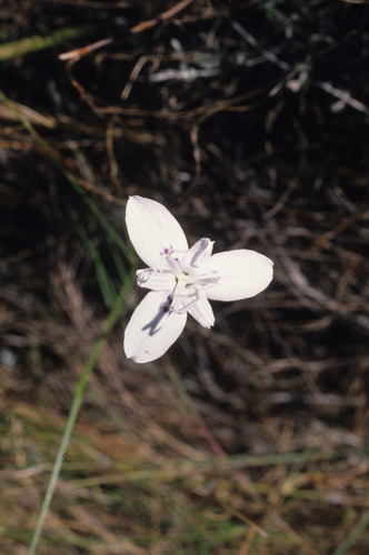 Image of Moraea barkerae by (c) Tom Lloyd Evans, some rights reserved (CC BY-SA)