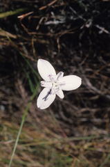 Moraea barkerae