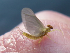 Ephemerella invaria