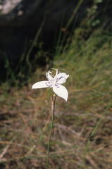 Moraea barkerae