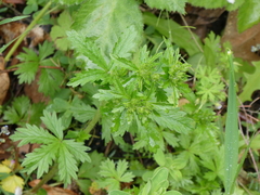 Potentilla intermedia