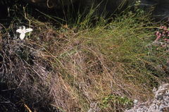 Moraea barkerae