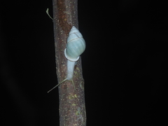Amphidromus palaceus