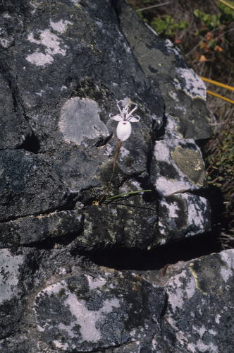 Image of Moraea barkerae by (c) Tom Lloyd Evans, some rights reserved (CC BY-SA)