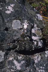 Moraea barkerae