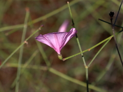 Convolvulus dorycnium