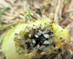 Phylloxera perniciosa