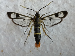 Synanthedon scoliaeformis
