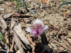 Calochortus elegans nanus