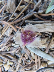 Calochortus elegans nanus