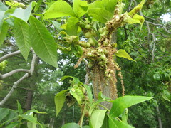Phylloxera perniciosa