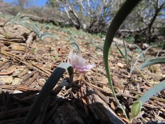 Calochortus elegans nanus