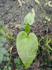 Calla palustris