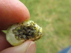 Phylloxera perniciosa