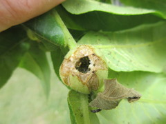 Phylloxera perniciosa