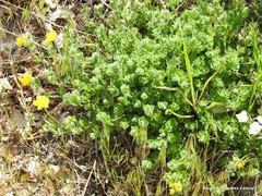 Lotus angustissimus