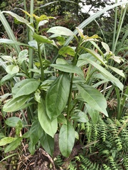 Ehretia longiflora