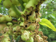Phylloxera perniciosa