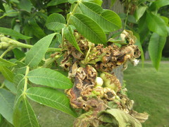 Phylloxera perniciosa