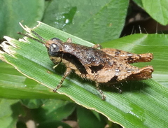 Eujivarus meridionalis