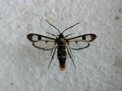 Synanthedon scoliaeformis