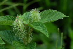 Acalypha alopecuroidea