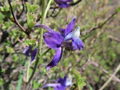 Delphinium decorum tracyi