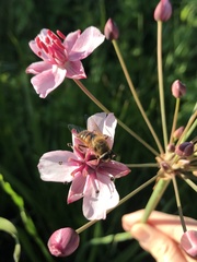 Eristalis tenax