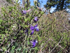 Delphinium decorum tracyi