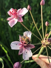 Eristalis tenax