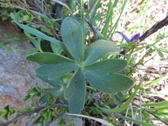Delphinium decorum tracyi