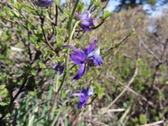 Delphinium decorum tracyi