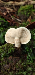 Lactarius costaricensis