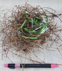 Dumetella carolinensis