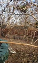 Dumetella carolinensis