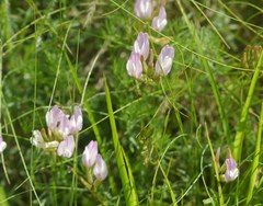 Astragalus corniculatus