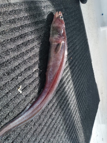 Shorttail conger (Rhynchoconger nitens) — Congridae — 2