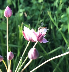 Episyrphus balteatus