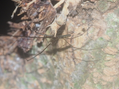 Tetragnatha keyserlingi