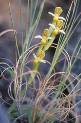 Disa comosa